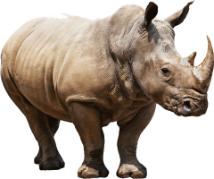 Rhino | Maasai boy adventures Rhino | Maasai boy adventures